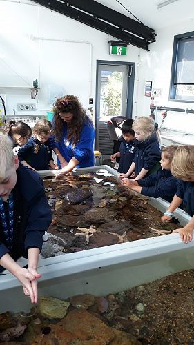 Learning about animals in the touch tank.