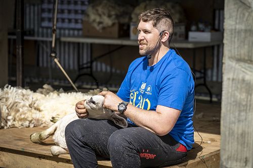 Sheep whisper at the Hororata Highland Games