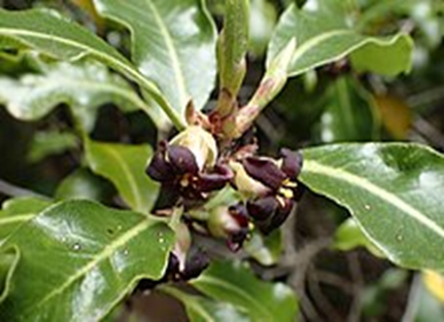 Pittosporum tenuifolium