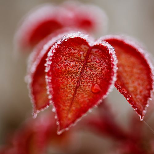 Ice melting on leaves