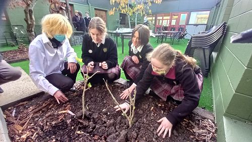 The National Flower of South Korea - Mugunghwa