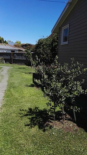 What's Growing in Term 4 2018