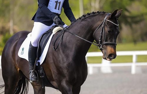 BHS Equestrian Programme 2021