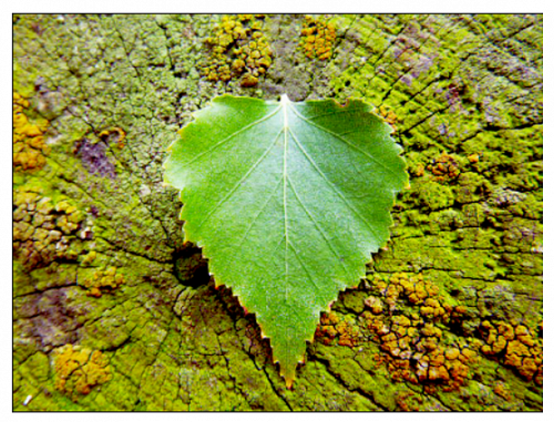 Annabel Harmer 10LNM 