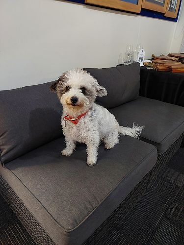 Eddie is not allowed in the staffroom so he greets everyone in the foyer.