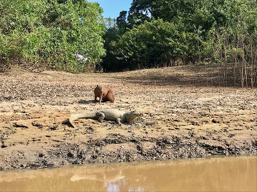 On the way to our secret fishing spot, we saw a capybara staring down a little caiman!