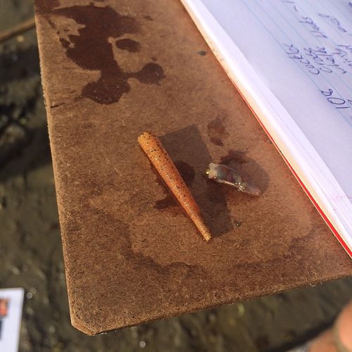 The elusive ice cream cone worm