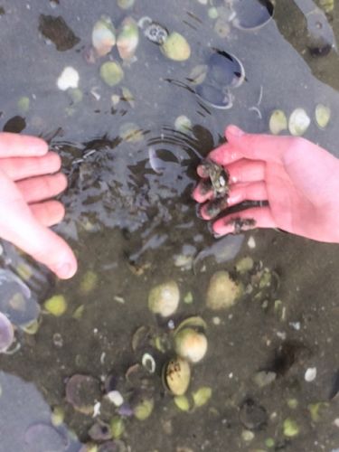 Year 12 Biology Trip To Blueskin Bay