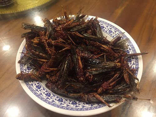 Grasshoppers for dinner.