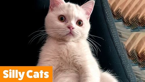 Video: 1 Hour of the Funniest Cats | Funny Pet Videos