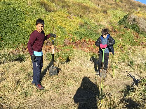 Planting for Penguins