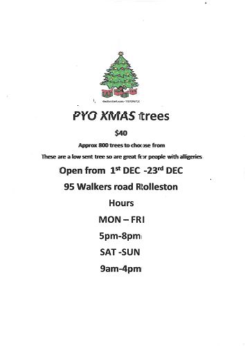 PYO Xmas Trees 22