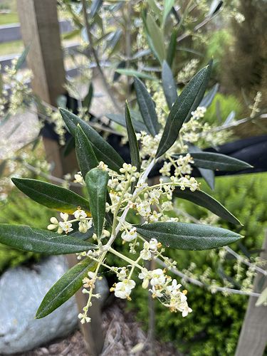About 5% of the flowers will become fruit (olives)