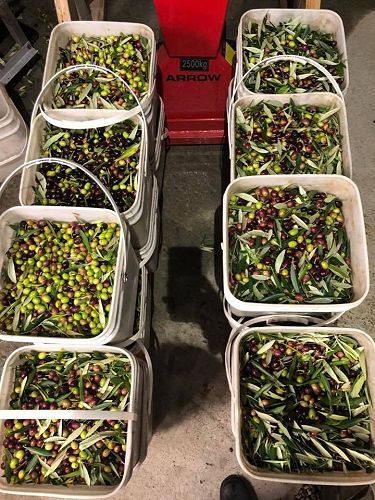 A good mix of olives - a third black, yellow, and green