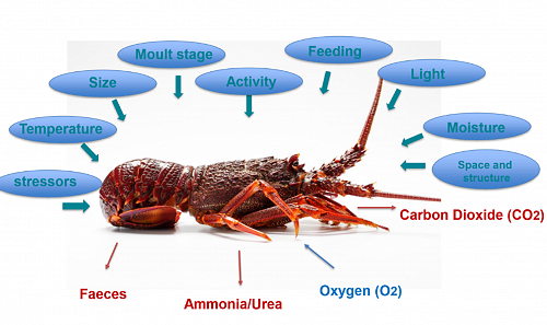 Lobster factors