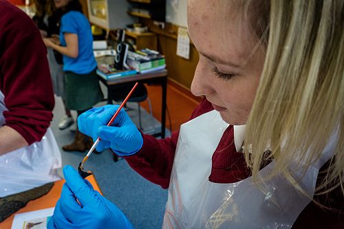 Penguin nasal mite class