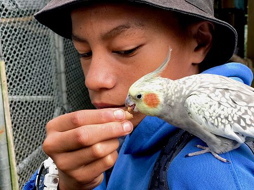 Northland Term 1 KIT Day, Harry Parore, The Parrot Place