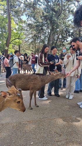 Year 12 students Japan trip
