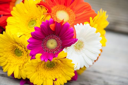 Gorgeous Gerberas