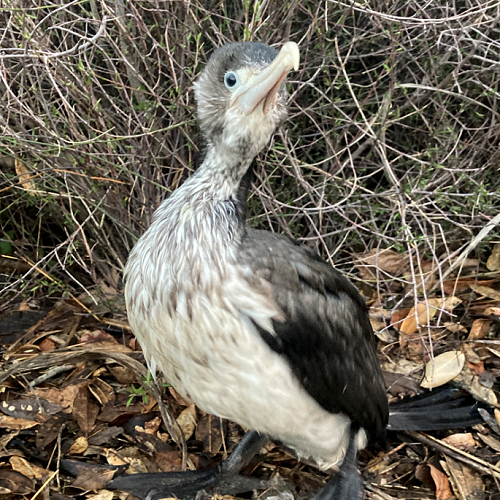 The fledgling Spotted
Shag I rescued last week