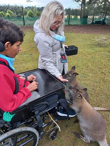 The wallabies got close enough to give Salih a good look.