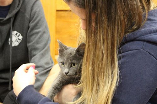 Cat Rescue Dunedin at St Margaret's College