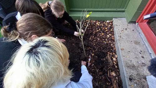 The National Flower of South Korea - Mugunghwa