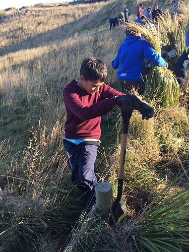Planting for Penguins