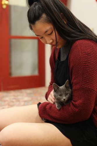Cat Rescue Dunedin at St Margaret's College