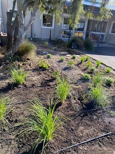 Community Planting day