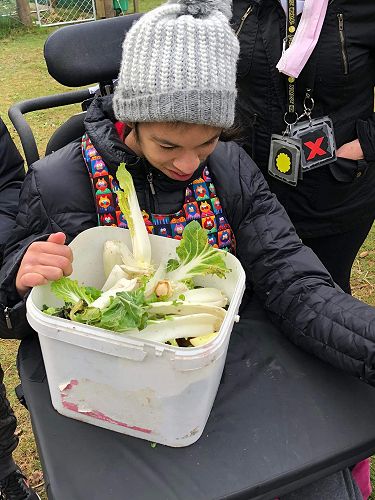 Here is Daisy working at Glenathian Farm. The rabbits need to be fed. 
