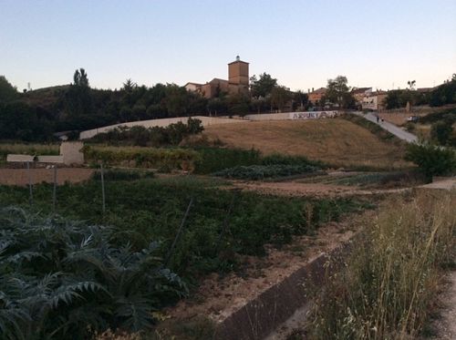 Day 5 artichoke patch in Calle San Pedro, Azqueta