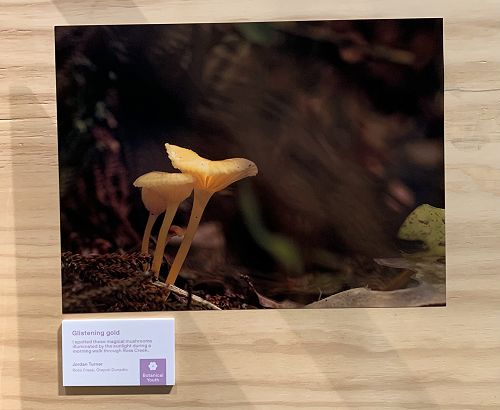 Jordan Turner x Otago Museum Tūhura Photography Competition