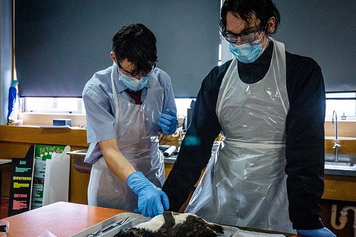 Penguin Dissection in Biology