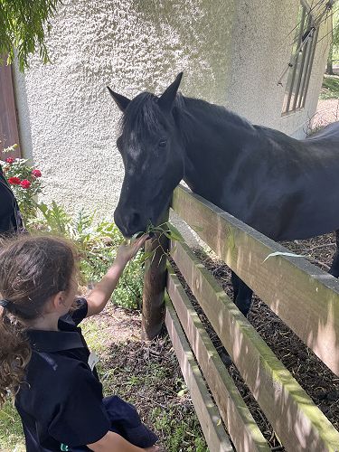 Feeding the horses