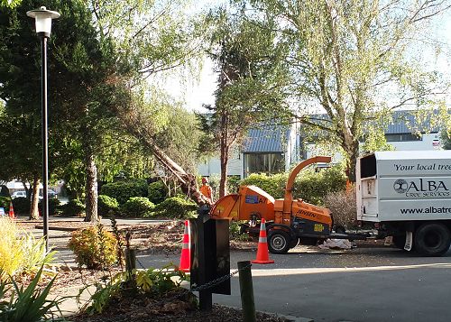 A few trees getting the chop.