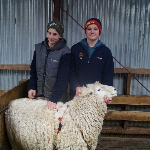 Hugo Cochrane and William Smillie with a ram after putting a harness on it.