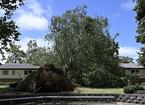 Trees uprooted
