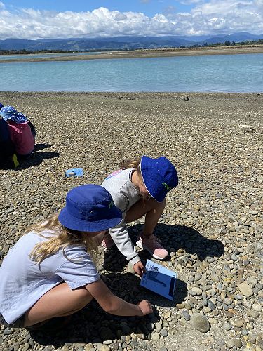 What did the swan do?