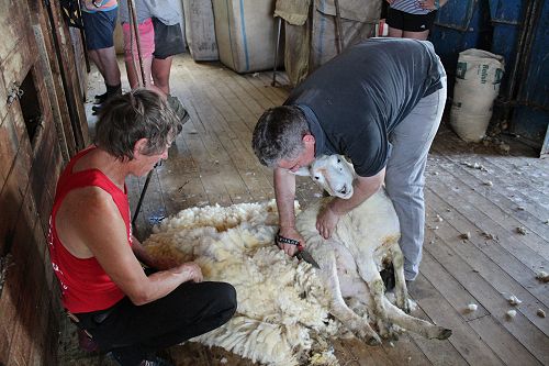 PIA class shearing with Phil and Allan Oldfield