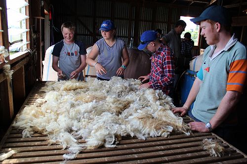 PIA class shearing with Phil and Allan Oldfield