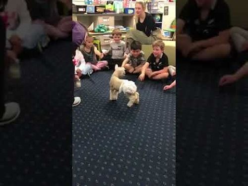 Video: video 1600842559