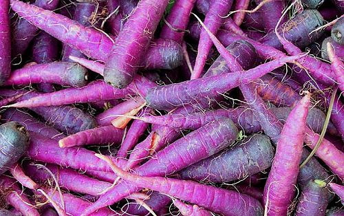 A beautiful bunch of purple carrots