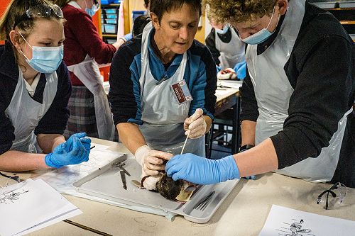 Penguin Dissection in Biology