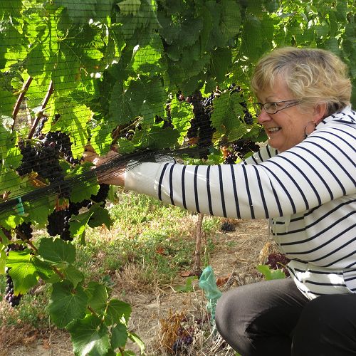 Mrs Suzanne Bishop, thinning in the vineyard...