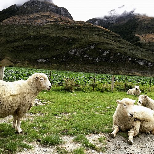 The Locals in Matukituki Valley