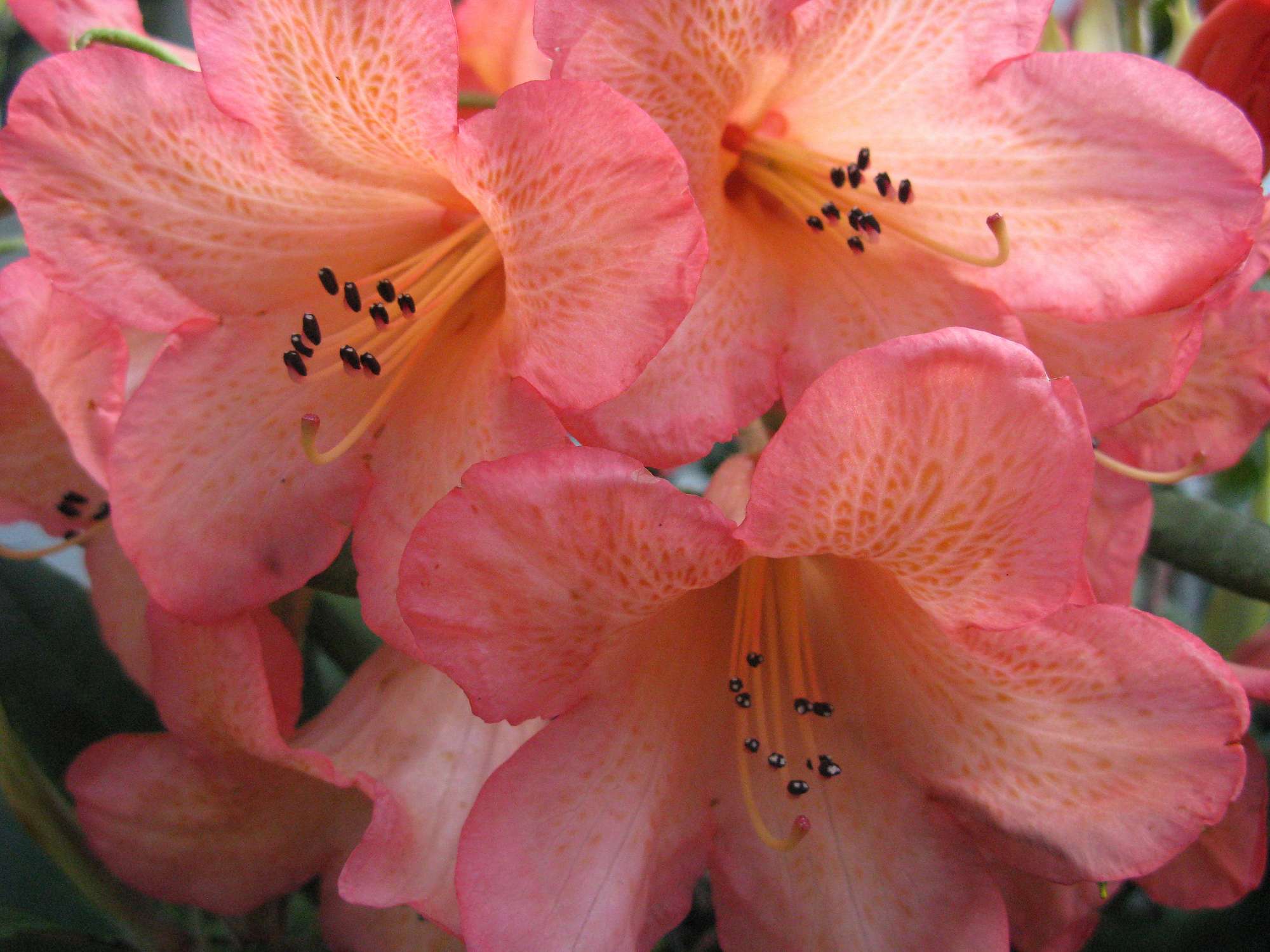 Image of Rhododendron 'Peach Blossom' deciduous azalea