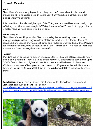 Giant Panda Information Report