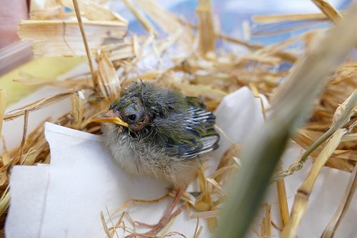 Looking much happier and big enough to identify.