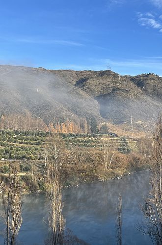 Trees on the banks of the Clutha River, Clyde